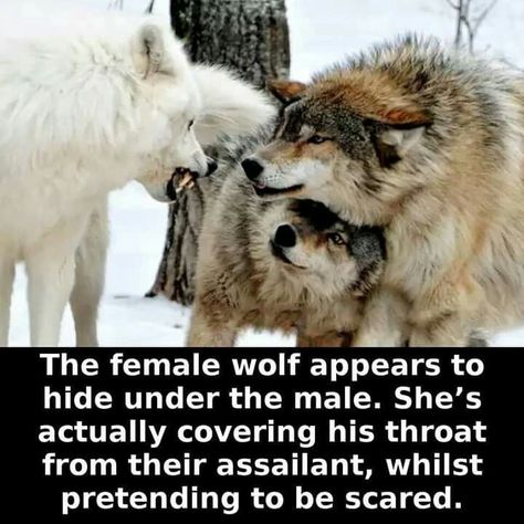 The female wolf protects her mate while pretending to be scared. #wolfpack Animal Fun, Wolf Quotes, She Wolf, Animal Facts, Amazing Animals, Cool Stuff, 귀여운 동물, Spirit Animal, Beautiful Creatures