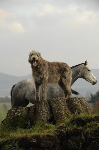 Irish Wolfhound // LOVE this pic Irish Wolfhound, Horses And Dogs, Atticus, Appaloosa, Quarter Horse, Beautiful Dogs, Big Dogs, Mans Best Friend, Animals Friends