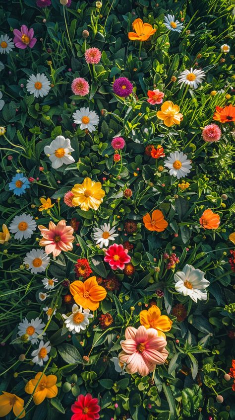 City Park Grass and Colorful Flowers Vibrant Background Aesthetic, Vibrant Flowers Aesthetic, Flower Park Aesthetic, Colorful Backgrounds Aesthetic, Vibrant Colors Aesthetic, Colorful Flowers Aesthetic, Flowers Photography Aesthetic, Flowers Top View, Flowers On Green Background