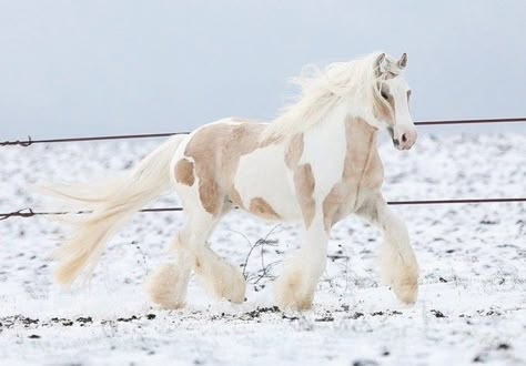 Ahal Teke, Cute Horse Pictures, Clydesdale Horses, Horse Aesthetic, Most Beautiful Horses, Baby Horses, Funny Horse, Pretty Animals, Cute Animals Images