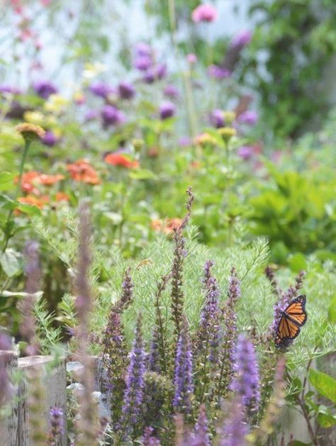 Better Homes and Gardens, The Seven Essential Elements of a Monarch Butterfly Garden Monarch Butterfly Garden, Butterfly Garden Design, Garden Butterfly, Small Water Features, Hummingbird Garden, Butterfly Bush, Pollinator Garden, Green Lawn, Garden Club