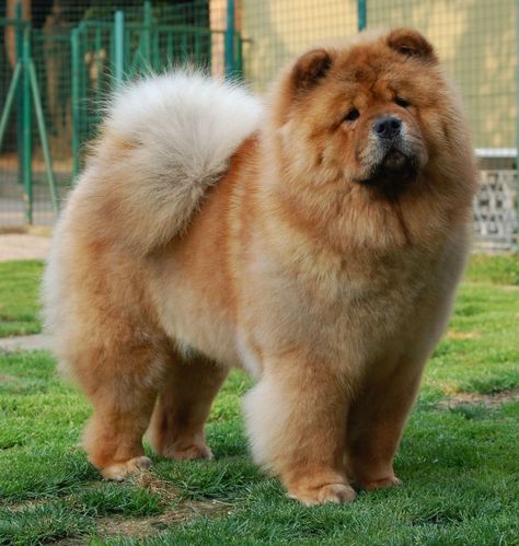 Chow Chow Dog Puppy, Perros Chow Chow, Chow Dog Breed, Chow Chow Puppy, Beautiful Dog Breeds, Chow Chow Dogs, Huge Dogs, Puppy Chow, Really Cute Dogs