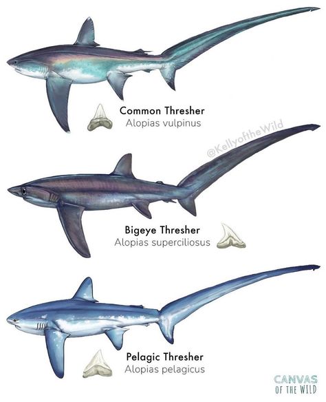 Thrasher Shark, Oceanography Marine Biology, Sea Stuff, Thresher Shark, Pig Breeds, Shark Facts, Sea Creatures Art, Shark Pictures, Aqua Culture