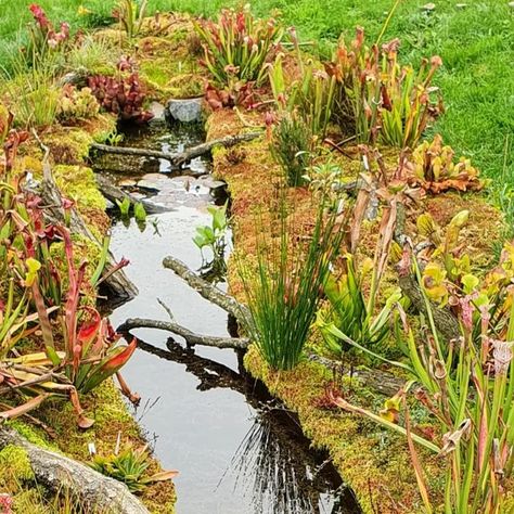 Matze on Instagram: "What a fantastic bog, one of the best that I ever seen. It's about one year ago when we planted it @derkanzelbauer   And look how it turns out now. So great!   If you are interested how it was build, please check the video #158 on our Youtube Channel.   👉Interested in carnivorous plants?  👇Follow us for more👇 @green.jaws  #greenjaws #bog #boggarden #minibog #swamp #pond #gardening #gardenidea #sarracenia #darlingtonia #moor #moorbeet #moorgarten #fleischfressendepflanzen #karnivoren #gartenidee #Garten" Bog Garden Ideas Carnivorous Plants, Bog Garden Ideas, Swamp Plants, Planted Containers, Garden Board, Bog Plants, Bog Garden, Plants Indoor, Carnivorous Plants