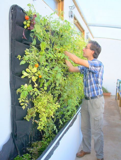 Stephen Schofield of Eden Green Walls. Humber By Nature. Solar Aquaponic Greenhouse, Florafelt System Terrace Vertical Garden, Vertical Garden Aquaponics, Interior Vertical Garden Wall, Vertical Vegetable Garden Design, Vegetable Garden Planters, Living Wall Pots & Planters, Vertical Garden Construction Details, Vertical Garden Systems, Vertical Vegetable Gardens