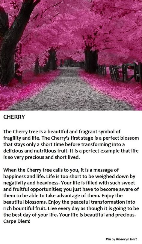 Cherry Blossom Tree Meaning, Cherry Blossom Spiritual Meaning, Cherry Symbolism, Cherry Blossom Symbolism, Cherry Tree Garden, Japanese Cherry Blossom Tree, Tree Meanings, Tattoo Tree, Tree Quotes