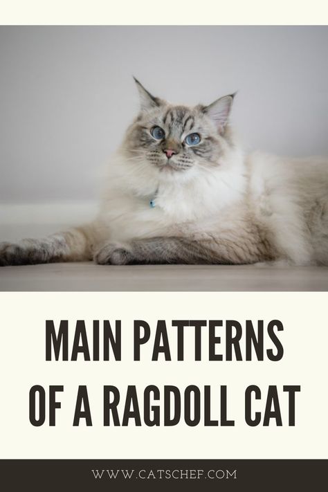 Ragdolls can have three patterns: bicolor, colorpoint, and mitted. Pointed coats resemble a traditional Ragdoll. A coloration described as “pointed” or “point coloration” has a light body and somewhat dark extremities, such as the face, ears, feet, and tail. Traditionally, Ragdolls are always born white. They begin to gradually develop color at around one week of age, but they don’t fully develop color until they are between three and four years old. #catschef #cat #cats #kitten #kittens Blue Lynx Point Ragdoll, Lynx Point Ragdoll, Flame Point Ragdoll, Bicolor Ragdoll, Ragdoll Cat Colors, Fluffy Pets, Ragamuffin, Ragdoll Cats, Ragdoll Kitten