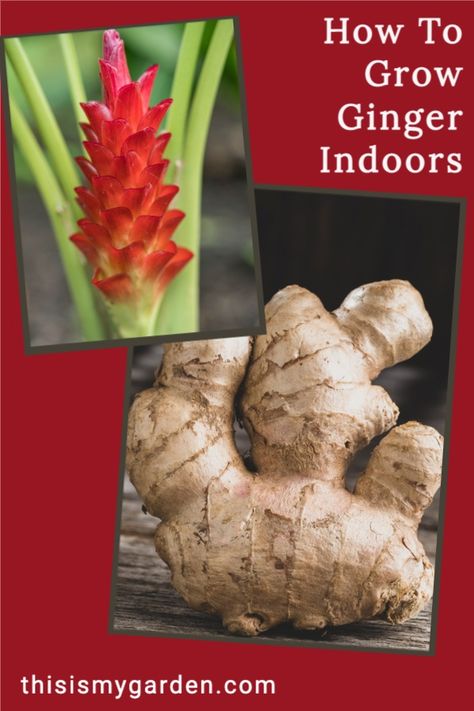 Grow Ginger In Water, Ginger Plant Flower, Grow Ginger Indoors, Ginger Plants, Growing Ginger Indoors, Growing Ginger, Tattoo Plant, Ginger Plant, Ginger Flower