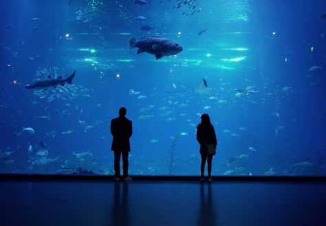 dreamscape, Aquarium Aquarium Aesthetic, Aquarium Date, Aquarium Art, Aquarium Photos, Aquarium Pictures, Water Aesthetic, Blue Icon, Fotografi Vintage, Kushina Uzumaki