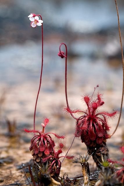 Carnivorous Flower, Carnivorous Plant Garden, Carnivorous Plant Illustration, Bog Garden Carnivorous Plants, Fantasy Carnivorous Plant, Insectivorous Plant, Bog Plants, Alien Plants, Bog Garden