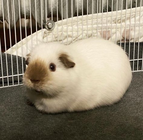 Ginny Pigs Cute, Fluffy Guinea Pigs, Cute Ginny Pigs, Guinea Pig Aesthetic, Guenia Pigs, Cute Gineau Pigs, Cute Ginipigs, Gueina Pigs Aesthetic, Guine Pig