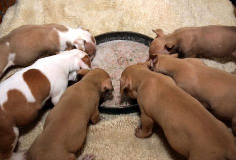 How To Wean Puppies, Puppy Gruel Recipe, Newborn Puppy Care, Weaning Puppies, Food For Puppies, Dog Whelping, Dog Whelping Box, Feeding Puppy, Puppy Box