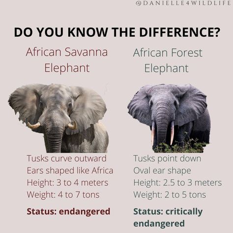 Infographic about African Elephants Animal Encyclopedia, Saving Earth, Forest Elephant, Wildlife Biology, African Forest, Elephant Species, African Wildlife Photography, Animal Infographic, Elephant Png