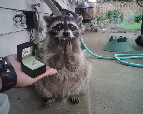 Raccoon Ring