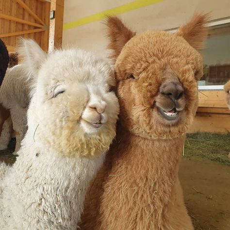 Lama Animal, Cele Mai Drăguțe Animale, Cute Alpaca, Fluffy Cows, Baby Animals Pictures, Haiwan Peliharaan, Super Cute Animals, 웃긴 사진, Baby Animals Funny