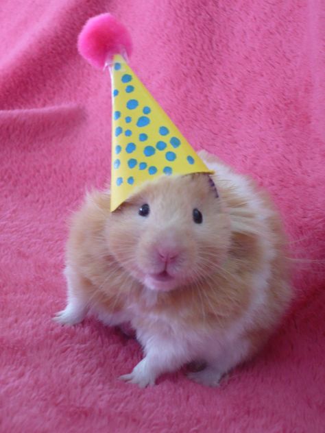 Hamster/ hamster /bilbo /cute /cute hamster /// adorable /teddy bear hamster /cutie /teddy /hamster nation /hammy Teddy Hamster, Bear Hamster, Hamster Pics, Hamsters As Pets, Hamster Life, Hamster Care, Funny Hamsters, Syrian Hamster, A Hamster