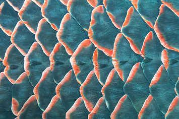 Test Your Perspective By Guessing If These 15 Things Are Close Up Or Far Away Giant Fish, Buy Fish, Fish Drawings, Fish Scales, Pattern Ideas, Fish Art, How To Train Your Dragon, Patterns In Nature, Textures Patterns