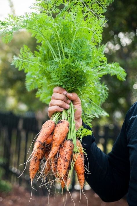 Carrots Carrots Growing, Harvesting Carrots, How To Plant Carrots, Wild Carrot, Growing Carrots, Carrot Greens, Seed Box, Houses Design, Daucus Carota