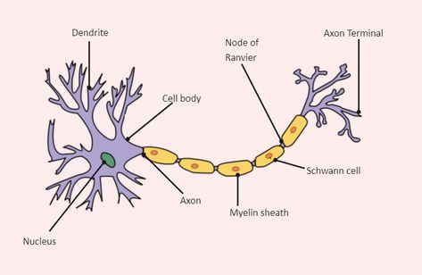 Neuron Diagram Labeled Neuron Diagram Aesthetic, Neuron Labeled, Neuron Diagram, Myelin Sheath, Science Diagram, Diagram Ideas, Science Diagrams, Basic Anatomy, Chinese Alphabet