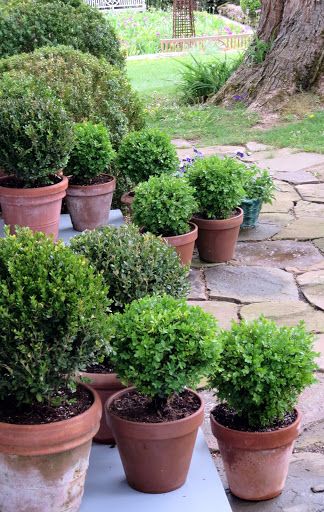 Boxwoods In Containers, Boxwoods In Pots, Boxwood In Pots Front Porches, Boxwood In Pots, Topiary Pots, Shrubs In Containers, Boxwood Bushes, Evergreen Potted Plants, Potted Shrubs