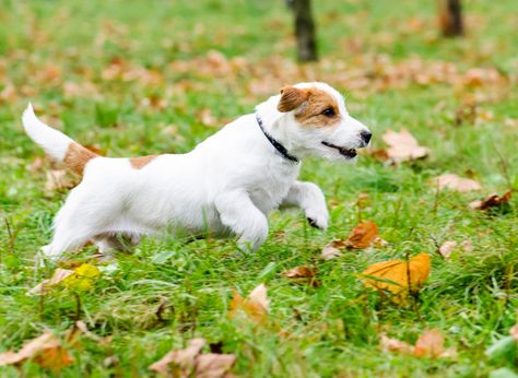 Dog Reference Poses, Running Animals, Dog Zoomies, Abstract Universe, Cat And Dog Tattoo, Dogs Running, Dogs Walking, Jumping Dog, Dog Run