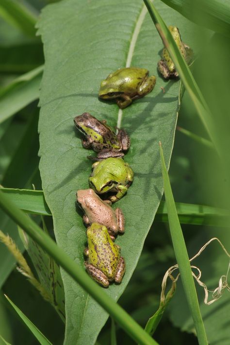 Pacific Tree Frog (Pseudacris regilla) | Fun fact: Pacific T… | Flickr Pacific Tree Frog, Eaten Alive, Tiny Tree, Salamanders, Dart Frog, Flash Tattoos, Peas In A Pod, Traffic Jam, Tree Frog