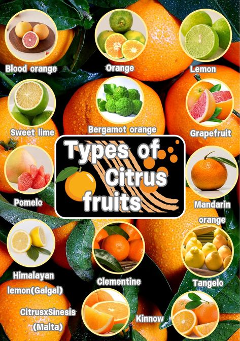 Types of citrus 🍊🍋 fruits
#types#citrus#fruits#lemons#oranges🍊🍋 Sweet Lime, Bergamot Orange, Citrus Fruits, Mandarin Orange, Citrus Fruit, Blood Orange, Grapefruit, Lemon, Fruit