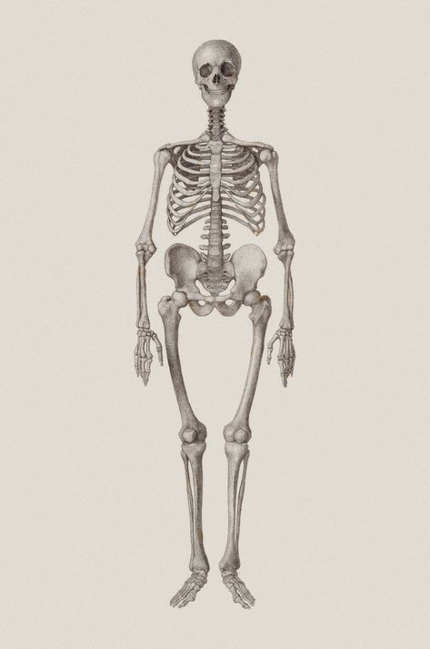 Human Skeleton Anatomy Drawing, Anatomy Drawing Skeleton, Skeleton Anatomy Drawing, Drawing Skeleton, Female Skeleton, Human Skeleton Anatomy, Skeleton Figure, Skeleton Body, Skeleton Anatomy