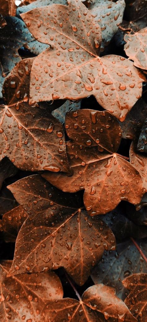 Camicore Aesthetic, Earthy Tones Aesthetic Wallpaper, November Asethic, Fall Leaves Aesthetic, Bedroom Decor Inspirations, Fall Backgrounds Iphone, Home Decor Aesthetic, Cute Fall Wallpaper, Aesthetic Home Decor