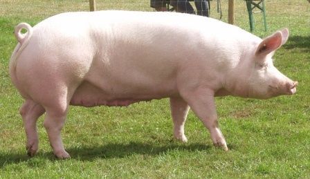 4 Best Pig Breeds for Commercial Pig Farming Large White Pig Breed, Large White Pig, Horse House, Pig Breeds, Vanilla Plant, White Pig, Big Pigs, Pig Farm, Pig Pictures