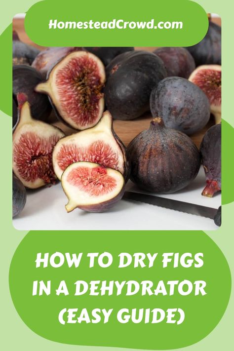 Learn how to maximize your fig harvest by preserving them through drying. Whether you use a dehydrator or oven, the result is delicious figs that will stay fresh for up to 2 years. Follow our straightforward guide to easily dry your figs at home and savor their sweetness all year long! Dehydrate Figs, Dried Bay Leaves, Chicken Eating, Fig Recipes, Dried Figs, Fresh Figs, Dehydrated Food, Fig Leaves, Did You Eat