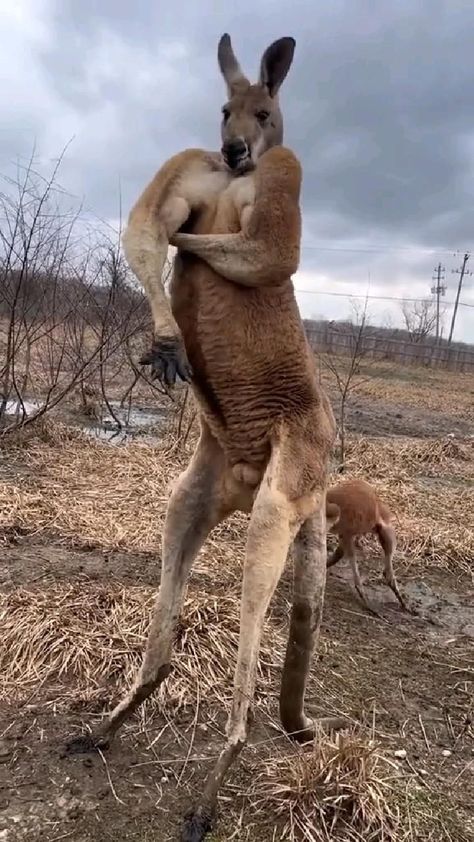 Kangaroo Video, Kangaroo Cute, Male Kangaroo, Amazing Animal Pictures, Animal Facts, Cute Wild Animals, Weird Animals, Sweet Animals, Big Boy