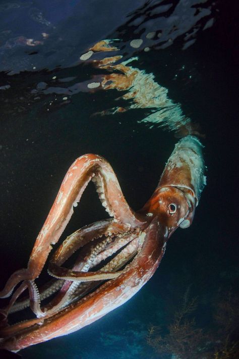 Giant Squid Photography, Giant Squid Aesthetic, Deep Sea Gigantism, Big Fin Squid, Squid Photography, Squid Aesthetic, Squid Alien, Squid Monster, Japan Coast