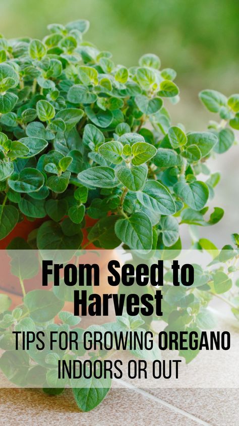 Tips for Growing Oregano from Seed to Harvest Oregano In Pots, Grow Oregano, Lettuce Grow, Growing Oregano, Seed Starting, Grow Your Own, Herb Garden, How To Grow, Oregano