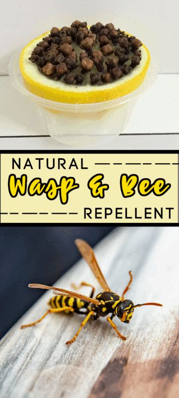 Diy Bee Repellent Spray, Repel Bees And Wasps, Natural Bee Repellent, Natural Wasp Repellent, Wasp Deterrent, Bee Repellent, Getting Rid Of Bees, Wasp Spray, Deluxe Apartment