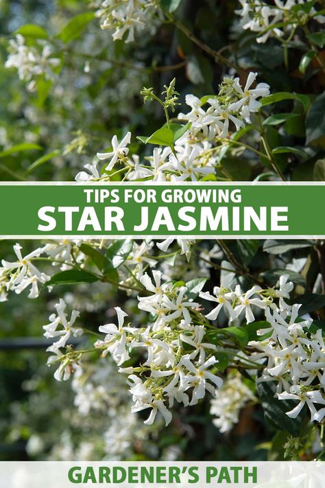 A beautiful climbing vine with fragrant white flowers, star jasmine also makes an excellent ground cover. The low-maintenance plants can be trained to grow horizontally for gorgeous mats of glossy green foliage. Learn how to grow star jasmine as a ground cover on Gardener's Path. #starjasmine #groundcover #gardenerspath Jasmine Ground Cover Ideas, Jasmine Vines On Trellis, Climbing Jasmine Vines, Asiatic Jasmine Ground Cover, Chinese Star Jasmine, Star Jasmine Ground Cover, Climbing Star Jasmine, Star Jasmine Trellis Ideas, Climbing Jasmine