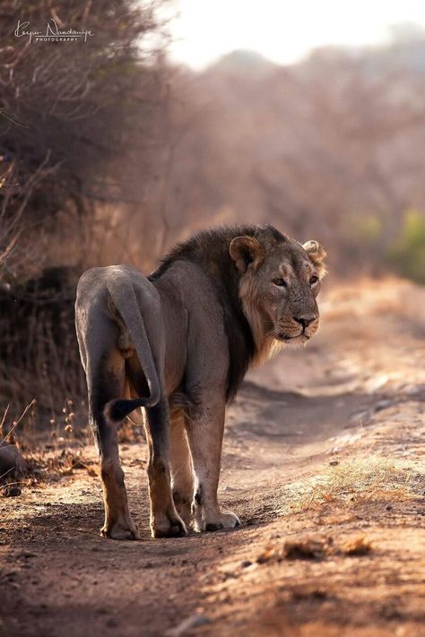 Sasan Gir Junagadh Sasan Gir, Gir Forest, Cute Lion, Wildlife Photography, Google Chat, Blog Post, Lion, Forest, Photography