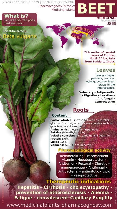 Health Benefits Of Beetroot: It is popularly used in weight loss diet due to the soluble fibers present in it that helps to fight against fat. Medicinal Plants, Buah Bit, Kebun Herbal, Beetroot Benefits, Healing Food, Food Facts, Natural Medicine, Health Remedies, Herbal Remedies