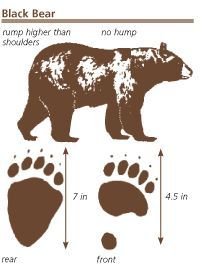 Track, Black bear and Bears on Pinterest Black Bear Drawing, Drawing Of A Bear, Bear Footprint, Pencil Inspiration, Bear Tracks, American Black Bear, Bear Drawing, Bear Quilts, Animal Tracks