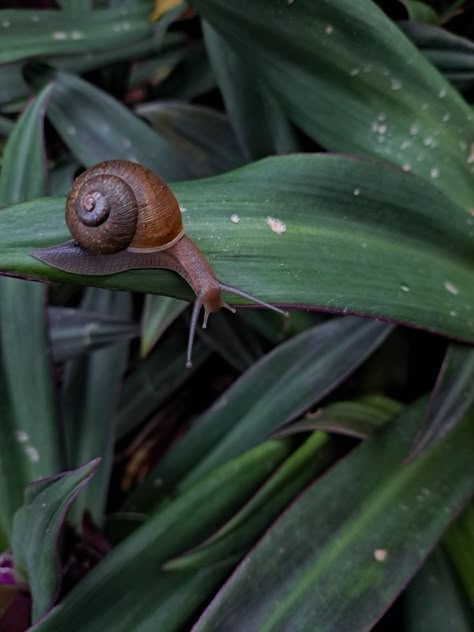 Snails Photography, Snail Picture, Aesthetic Snail, Snail Aesthetic, Snail Photography, Snail Painting, Snail Image, Garden Snails, Toriel Undertale