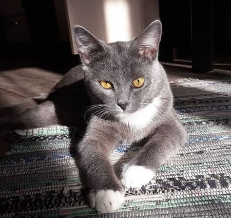 20 Best Chartreux Cat Names Best Cat Names, Cat Name Ideas, Cats Adorable, Chartreux Cat, Thirteen Movie, Grey And White Cat, Kitten Photos, Reference Pics, Cat Woman