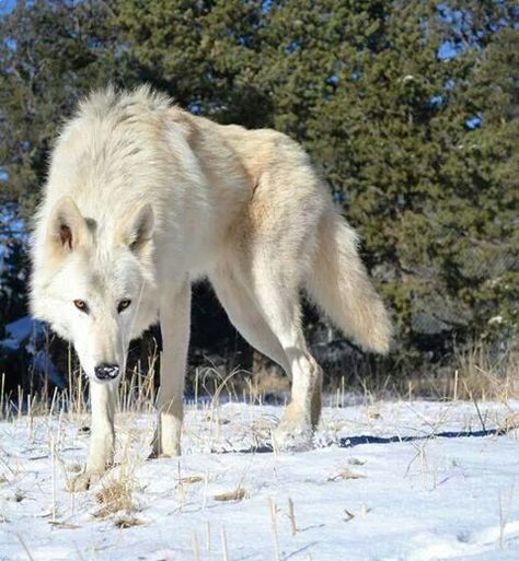 Wolf In Forest Photography, Wolf Back View, Wolf Poses, Wolf Photography, Wolf Photos, Wolf Wallpaper, Wolf Love, Wild Wolf, Wolf Pictures