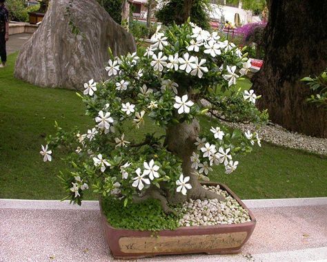 Crepe Jasmine, Jasmine Tree, Jasmine Plant, Tree Plan, Sweet Fragrance, Bonsai Plants, Potted Trees, Bonsai Trees, Bonsai Garden