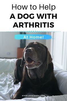 Sore Legs, Meds For Dogs, Essential Oils Dogs, Airedale Dogs, Dogs And Humans, Dog At Home, Common Diseases, Mom Crafts, Hip Pain Relief