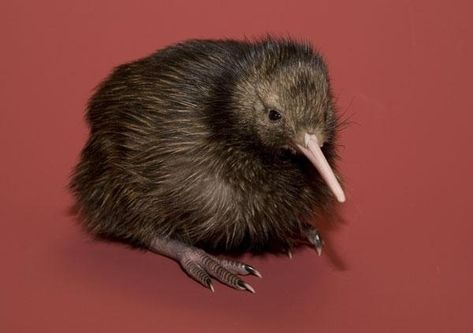 Kiwi Bird Aesthetic, Kiwi Animal, Baby Kiwi, Kiwi Birds, Baby Platypus, Baby Guinea Pigs, Kiwi Bird, Zoo Babies, List Of Animals