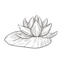 Water Lily Flower Sketch, Water Lilly Sketch, Cartoon Lotus Flower, Lotus Simple Drawing, Water Flower Drawing, Lotus Pencil Drawing, Waterlily Drawing Simple, Louts Flower Drawing, Waterlily Sketch