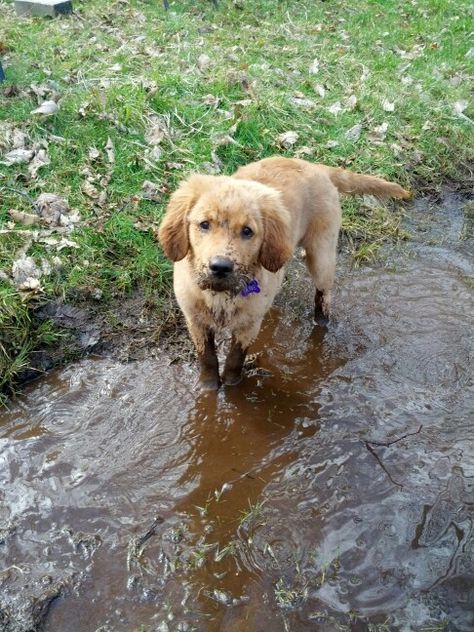 Golden retriever puppy- Olive playing in mud for the first time Jillian Core, Cutest Puppy, Retriever Puppies, Dog Help, Puppy Lover, Golden Retriever Puppy, Retriever Puppy, Stay Happy, Golden Retrievers