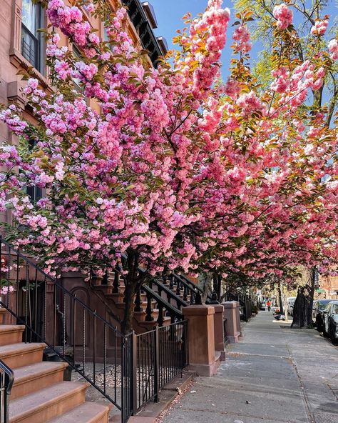 Miranda | @awalkinthewild on Instagram: “a cherry tree grows in brooklyn 🌸 • • • #igdc #chasinglight #facadelovers #mytinyatlas #cntraveler #houseportrait #postcardplaces…” Miranda Core, Tree Grows In Brooklyn, Ny City, House Portraits, Cherry Tree, Growing Tree, Changing Seasons, Travel And Leisure, Small Town