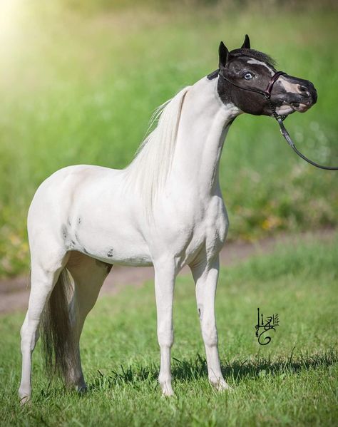 American miniature horse American Miniature Horse, Horses Breeds, Mini Horses, Gorgeous Horses, Pony Breeds, Miniature Horses, Horse Coats, Horse Colors, Morgan Horse