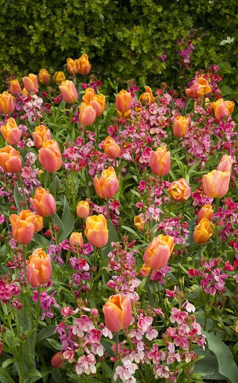 Gardens With Tulips, Tulip Flowerbed, Tulip Bed, Plants Combination, Apricot Garden, Bulbs Garden Design, Spring Containers, Planting Combinations, Rose Border